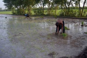 Farmers manually transplant rice seedlings in paddy fields during the sowing season.