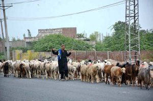A shepherd leads a herd of sheep and goats towards grazing fields on the outskirts of the city.