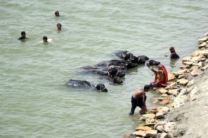 Children with their livestock swimming in River Indus to get relief during hot weather in city.