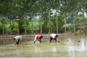 Farmers transplant rice seedlings in a paddy field as the Kharif cultivation season gains momentum across the region.