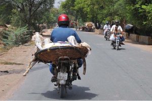 A motorcyclist transports goats in a large wicker basket balanced on the back of his motorcycle while heading to a local livestock market, posing a road safety risk on a city road