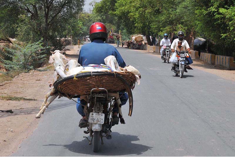 A motorcyclist transports goats in a large wicker basket balanced on the back of his motorcycle while heading to a local livestock market, posing a road safety risk on a city road