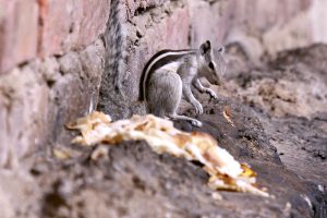 A squirrel in search of food at a window of a house.