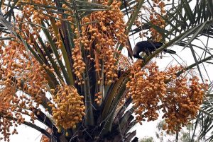 A crow pecks at ripe dates on a date palm near Model Town Chowk in the provincial capital.