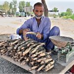 A vendor displaying traditional vegetable beeh to attract the customers at Larkana-Ratodero Road