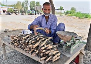 A vendor displaying traditional vegetable beeh to attract the customers at Larkana-Ratodero Road