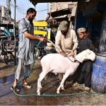 A labourer bathes his sheep to provide relief from the scorching heat in the city