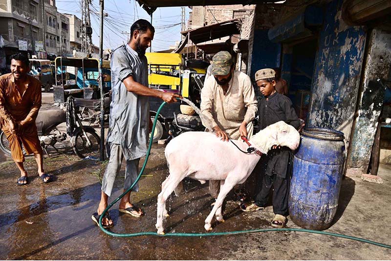 A labourer bathes his sheep to provide relief from the scorching heat in the city