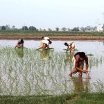 Farmers planting paddy in their farm fields