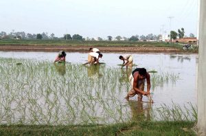 Farmers planting paddy in their farm fields