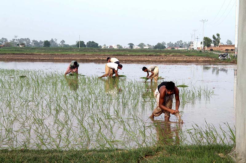 Farmers planting paddy in their farm fields
