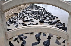A large herd of buffaloes cools off in the Rice Canal to escape the intense summer heat.