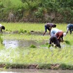 Farmers busy in cultivating Rice plantlets in a farm field near Bypass Road