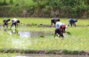 Farmers busy in cultivating Rice plantlets in a farm field near Bypass Road