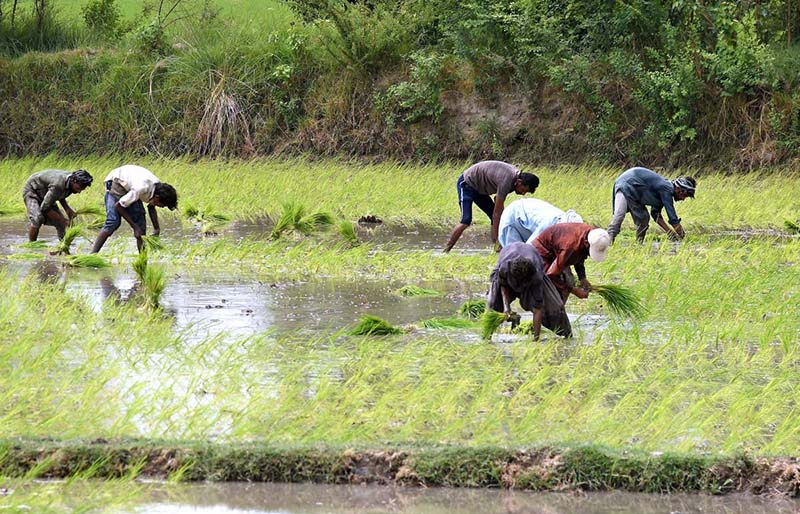 Farmers busy in cultivating Rice plantlets in a farm field near Bypass Road