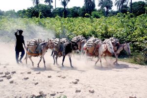A man on his way with his donkeys loaded with bricks for supply.