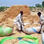 A farmer collects dried crop residues (such as husk) to be used as livestock fodder, highlighting the importance of crop residues in sustaining rural livelihoods
