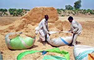 A farmer collects dried crop residues (such as husk) to be used as livestock fodder, highlighting the importance of crop residues in sustaining rural livelihoods