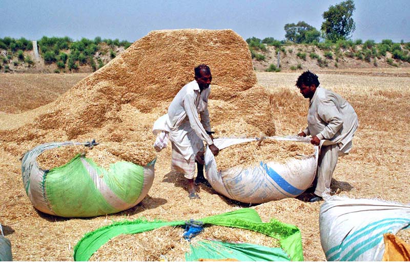 A farmer collects dried crop residues (such as husk) to be used as livestock fodder, highlighting the importance of crop residues in sustaining rural livelihoods