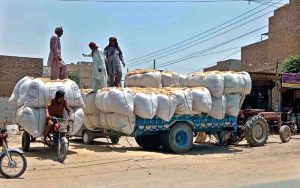 A farmer collects dried crop residues (such as husk) to be used as livestock fodder, highlighting the importance of crop residues in sustaining rural livelihoods