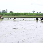 Farmers cultivating paddy in their fields