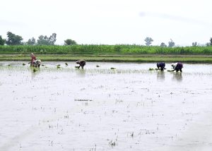 Farmers cultivating paddy in their fields