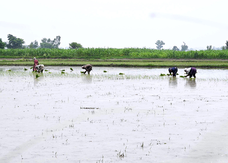Farmers cultivating paddy in their fields