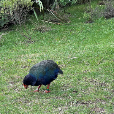 New Zealand H5 bird flu case