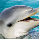 Western Japan beach provides space to swim near dolphins through Aug.