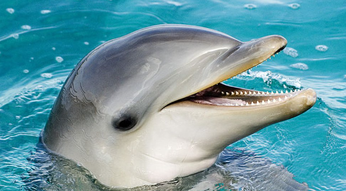 Western Japan beach provides space to swim near dolphins through Aug.