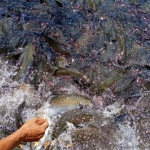 Native fish return to Patuakhali sanctuary, bringing new hope for fishing communities