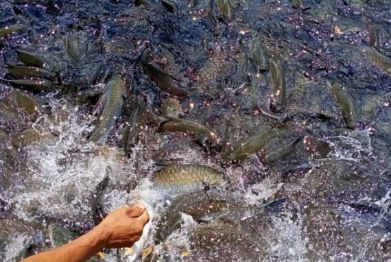 Native fish return to Patuakhali sanctuary, bringing new hope for fishing communities