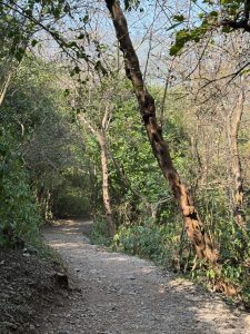 Reckless visitors threaten Margalla hills' ecosystem, warn hikers