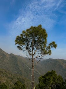Reckless visitors threaten Margalla hills' ecosystem, warn hikers