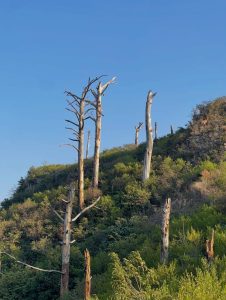 Reckless visitors threaten Margalla hills' ecosystem, warn hikers