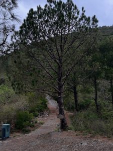 Reckless visitors threaten Margalla hills' ecosystem, warn hikers