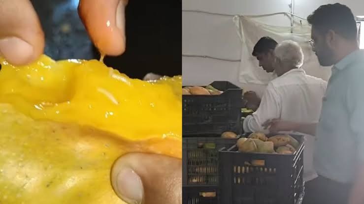 rotten mangoes