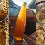 honey harvest