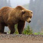 Japan-Bear