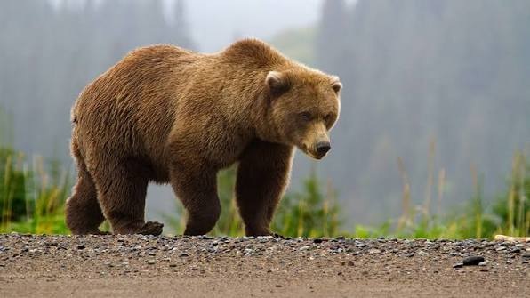 Japan-Bear