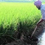 Basmati-Cultivation