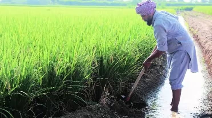 Basmati-Cultivation