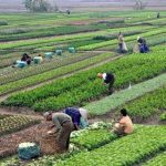 new crop varieties