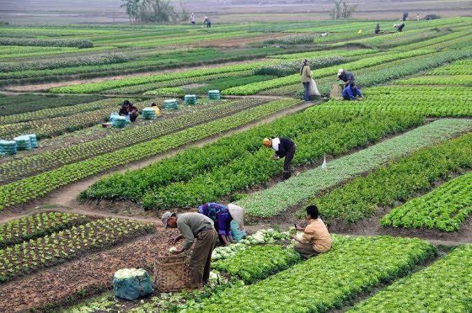 new crop varieties