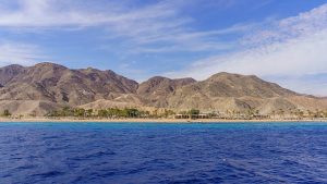 Rare box jellyfish spotted in gulf of Eilat waters