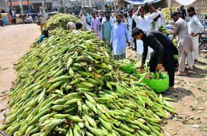A vendor is filling a basket with corn to sell to customers at the Fruit Market.