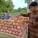 A vendor arranging and displaying peach on handcart to attract the customers at KhanaPul
