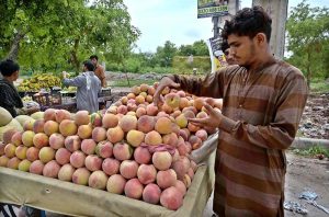A vendor arranging and displaying peach on handcart to attract the customers at KhanaPul