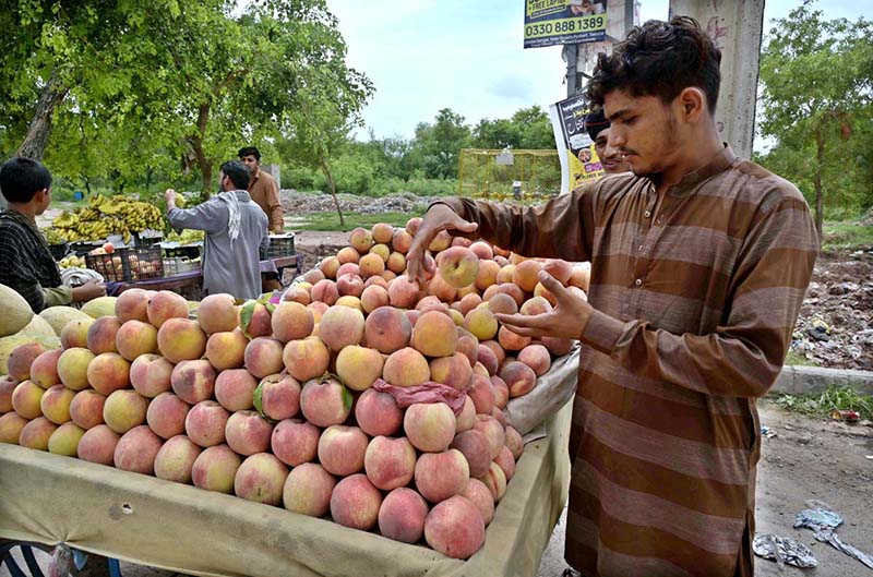 A vendor arranging and displaying peach on handcart to attract the customers at KhanaPul