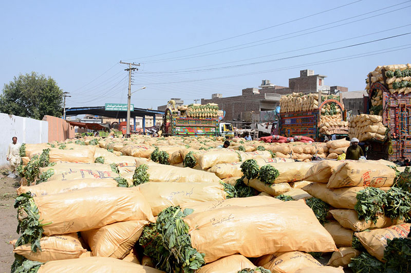 A large quantity of fresh leafy vegetables packed in sacks unloading at Vegetable market